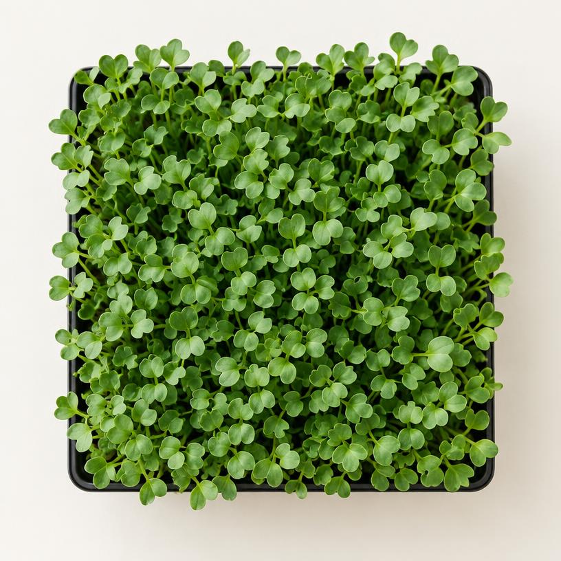 Broccoli microgreens