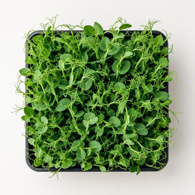 Pea shoots microgreens