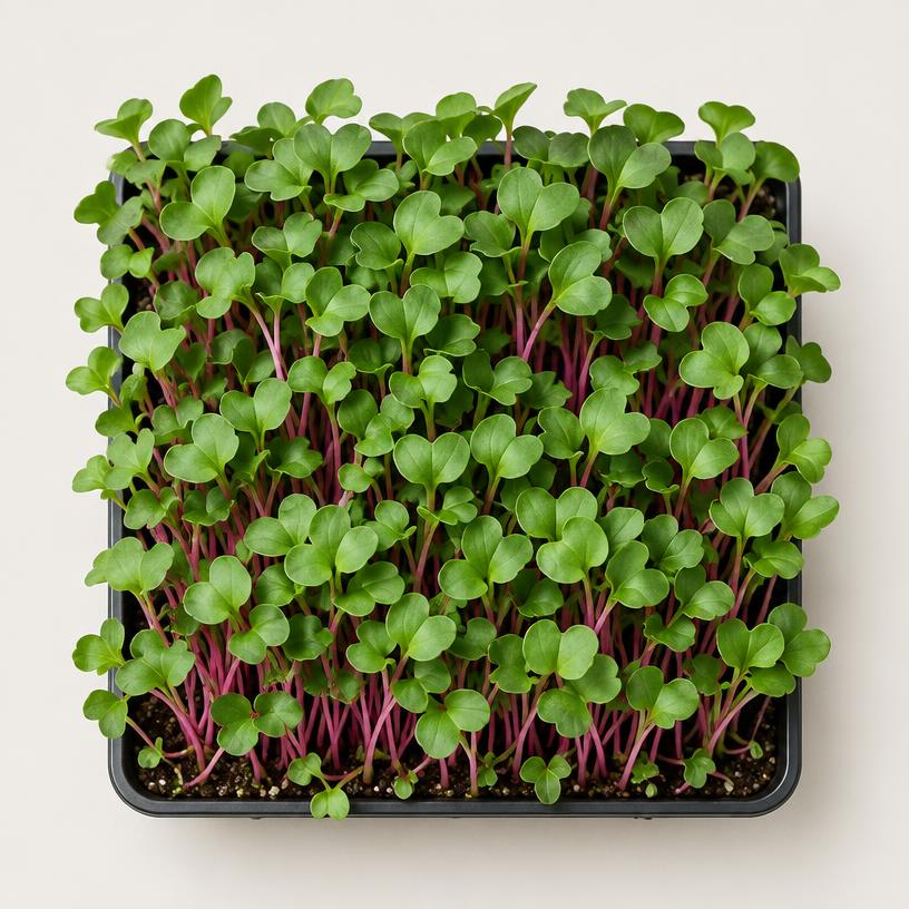 Radish microgreens